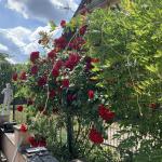 Polen-Zabor/ Freistehendes Einfamilienhaus mit großem Grundstück